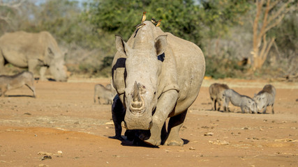 Obraz premium White Rhino with a red billed ox