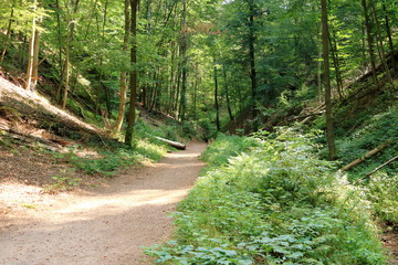 Obraz premium On the way to Drachenschlucht dragon´s canyon in Eisenach, Thuringia, Germany
