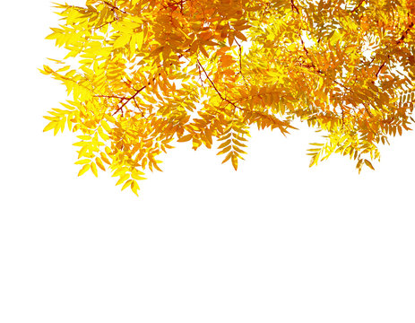 Branches with  colorful autumn leaves  isolated on white background.  Japanese pagoda tree