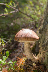 boletus in the forest