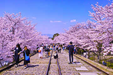 京都市東山区、桜が満開の蹴上インクライン