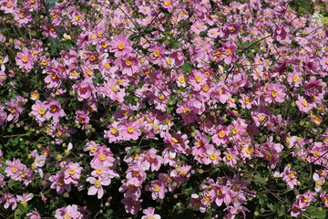 Obraz premium Flower meadow of pink anemones, high angle view. 