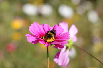 Fototapeta na wymiar Bumble-bee on single purpur cosmos blossom.. 