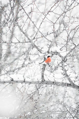 Winter, snow, mountain ash, bullfinch. Siberia. A stocky Eurasian finch with a short, thick bill, and typically with gray or pinkish plumage, dark wings, and a white rump.
