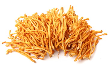 Fresh Cordyceps mushroom on white background