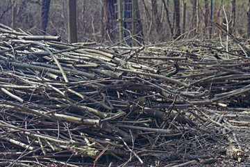 Brennholz
