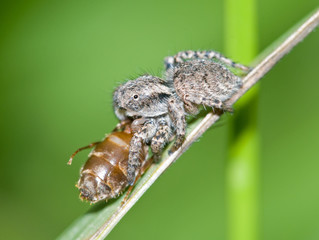 Jumping spider caught a large ant
