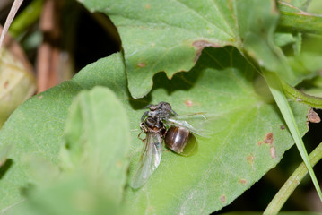 Jumping spider caught a large ant