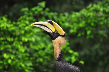 Hornbill in nature thailand © Nut
