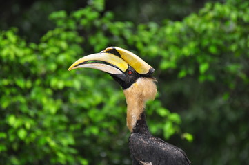 Hornbill in nature thailand