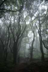 Fototapeta na wymiar Beautiful green forest in Thailand
