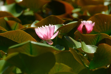Pink waterlily in water garden.