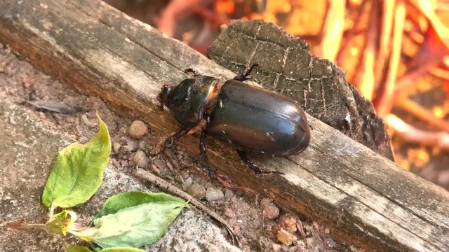 Close up of a Seychelles Coconut rhinoceros beetle female, infested with mites, Oryctes rhinoceros species. A damaging insects of coconut palms in La Digue island in Seychelles, Indian Ocean.