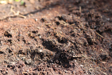 Close up fertile soil for texture background. Gardening or planting concept.