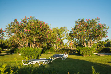 park with oleander plants