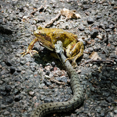 un serpent attaque une grenouille