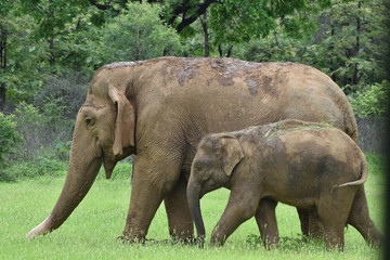 Asian Elephant (Elephas maximus indicus) wondering in park with her cute little baby sighted at...