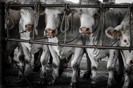Des vaches attach&eacute;es sur un march&eacute; bovin. Des vaches maltrait&eacute;es. Une foire aux bestiaux. Des vaches li&eacute;es &agrave; des barres. La maltraitance animale.