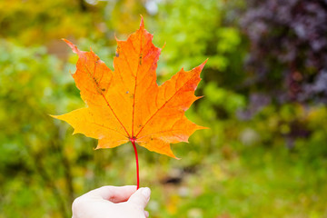 Hand holding yellow, red, orange maple leaf on autumn yellow sunny background. Compassion with Autumn Maple Leaves.Hello fall. Cozy warm image. Autumn with red leaves.Copy space