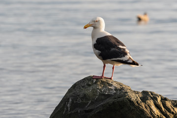 Bird of Pacific gull standing on rocky shore of Pacific Ocean and looks around. Wildlife, wild animals living on seashore of Pacific Coast of Russian Far East. Kamchatka Peninsula, Avacha Bay.