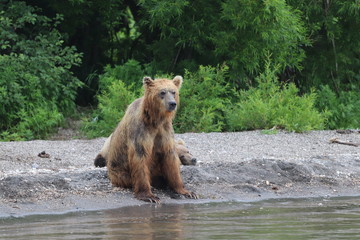 The Kamchatka brown bears at Kuril Lake - Russia