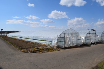 ビニールハウス栽培