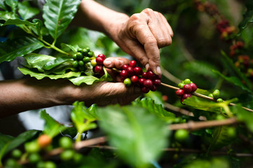 arabica coffee berries with agriculturist handsRobusta and arabica coffee berries with agriculturist hands, Gia Lai, Vietnam - obrazy, fototapety, plakaty