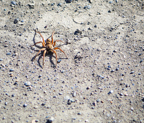 wolf spider