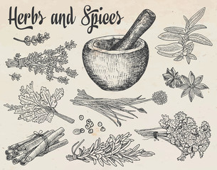Beautiful hand drawing healthy herbs and spices mortar. Herbs, basil, chervil. - 293734328