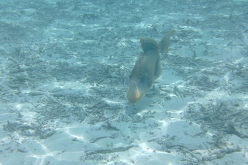 Triggerfish (Balistodes viridescens) swims in the Indian Ocean, Maldives