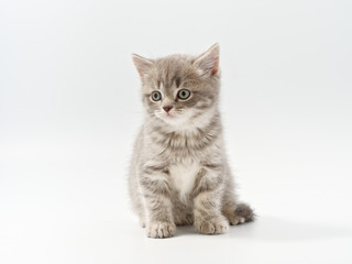 Naklejka na ściany i meble little beautiful funny british kitten on white background