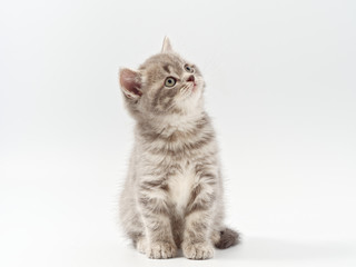little beautiful funny british kitten on white background