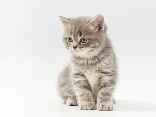 little beautiful funny british kitten on white background