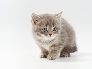 Fototapeta na wymiar little beautiful funny british kitten on white background