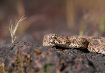 Saw-scaled Viper  at Kaas Plateau,Satara,Maharashtra,India