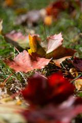 Bunte Blätter Wiese Herbst