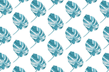 Regular pattern made with colored in fashionable color 2020 bluestone monstera leaves on white background.