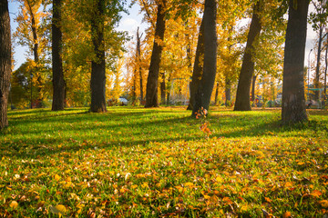 The beginning of autumn, green grass is covered with yellow leaves creating a natural multi-colored beautiful carpet. Autumn park in the sun.