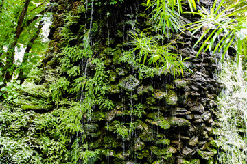 Fototapeta premium moss on tree