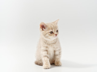 Obraz premium mały piękny zabawny kotek brytyjski na białym tle