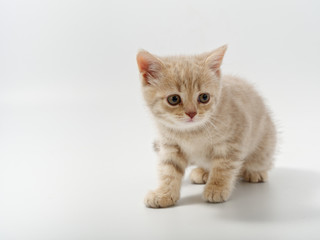 Obraz premium little beautiful funny british kitten on white background