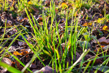 The rays of the setting sun shining through the autumn grass.  Close up view of green and yellow autumn grass.