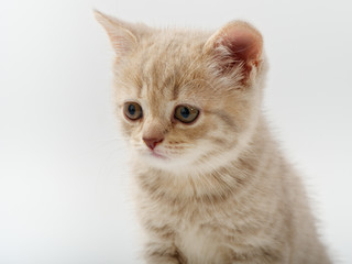 little beautiful funny british kitten on white background