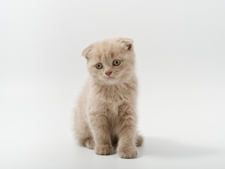 Obraz premium little beautiful funny british kitten on white background