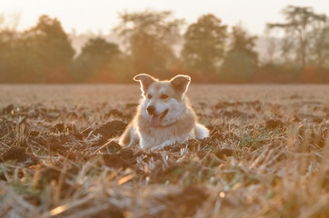 A dog in a field lit by the rays of the setting sun. Sunset.