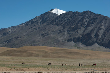 Mountains near aTso Moriri Lake ,Ladakh,India