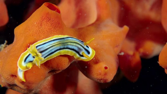 A sea slug crawling on a red colored sea spoonge. Closeup