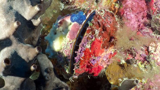 A big shellfish Thorny oyster (Spondylus varius) opens it's mouth on coral reef.
