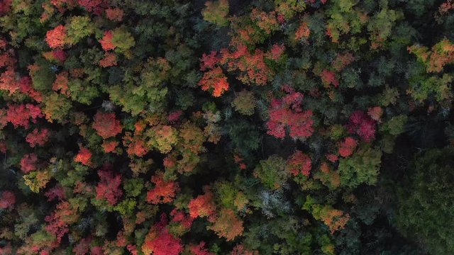 Descending shot into a forest of trees in the fall during golden hour.