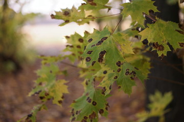 green leaves of a tree
